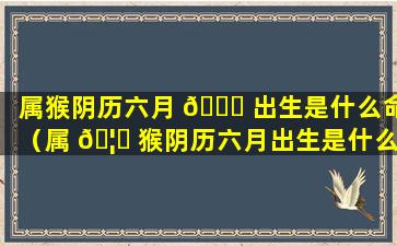 属猴阴历六月 🕊 出生是什么命（属 🦉 猴阴历六月出生是什么命格男孩）